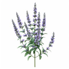 Naklejka premium Vibrant, purple flower cluster isolated on white background.