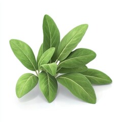 Obraz premium Fresh sage leaves cluster on white background.