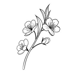 Elegant Lily Flower Line Art,  Minimalist Floral Illustration on a transparent white background