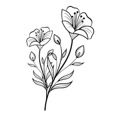 Elegant Lily Flower Line Art,  Minimalist Floral Illustration on a transparent white background