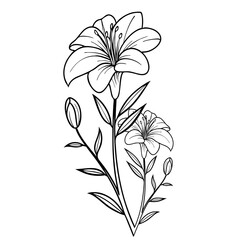Elegant Lily Flower Line Art,  Minimalist Floral Illustration on a transparent white background