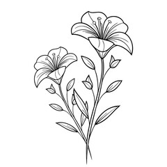Elegant Lily Flower Line Art,  Minimalist Floral Illustration on a transparent white background