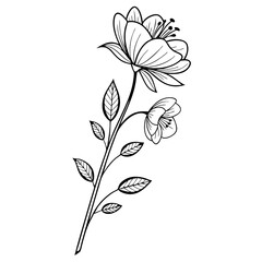 Elegant Lily Flower Line Art,  Minimalist Floral Illustration on a transparent white background
