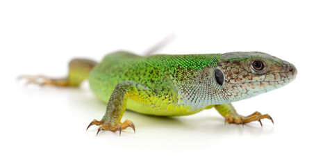 Green lizard isolated.