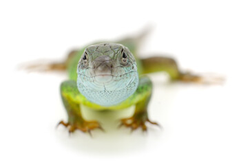 Green lizard isolated.