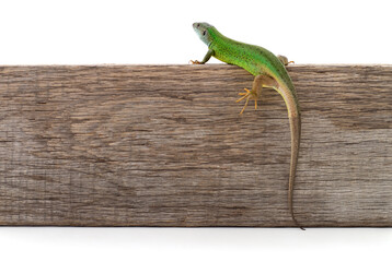 Green lizard on a board.