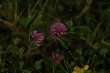 purple thistle flower