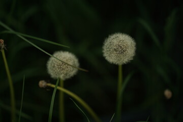 dandelion on green background