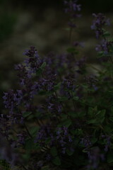 Obraz premium purple