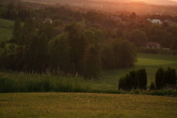 morning in the forest
