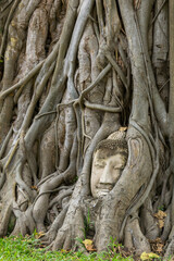 Stone Buddha Head Statue trapped in Bodhi Tree Roots in Wat Mahathat.