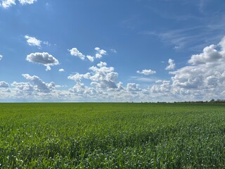 A vast green field stretches toward the horizon under a bright blue sky scattered with fluffy white...