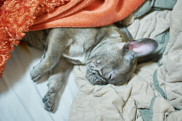 French Bulldog Dog Sleeping on Gray Bed Orange Bedspread