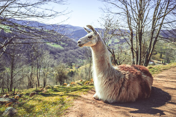 La ferme des lamas - VOSGES © REGIS