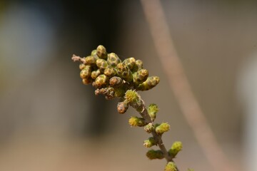 Bald cypress (Taxodium distichum), a deciduous conifer, showing seasonal foliage, bark texture, and male flowers photographed in Korea.