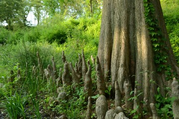 Bald cypress (Taxodium distichum), a deciduous conifer, showing seasonal foliage, bark texture, and male flowers photographed in Korea.