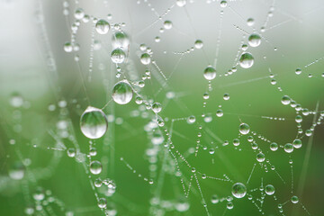 drops on the spider web in rainy days