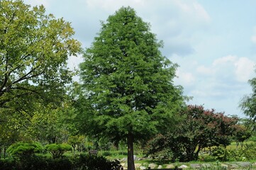 Bald cypress (Taxodium distichum), a deciduous conifer, showing seasonal foliage, bark texture, and male flowers photographed in Korea.