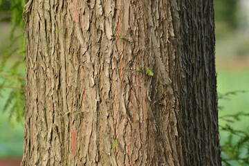 Bald cypress (Taxodium distichum), a deciduous conifer, showing seasonal foliage, bark texture, and...