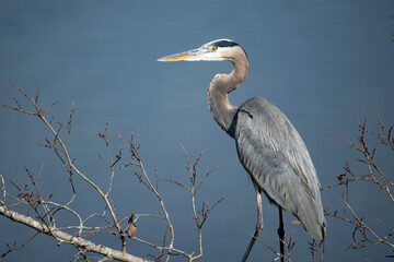 The Great Blue Heron (Ardea herodias).