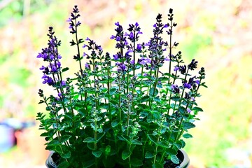 Nepeta, 'Cat's Pajamas' © Lynn