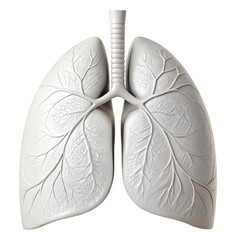 Human lung lobe model png respiratory system png lung anatomy png medical tool png anatomy model png transparent background image