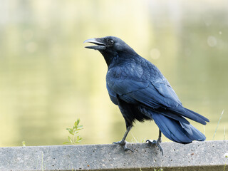 Corneille noire (Corvus corone) marchant au sol à la mare Saint James, Bois de Boulogne, Paris