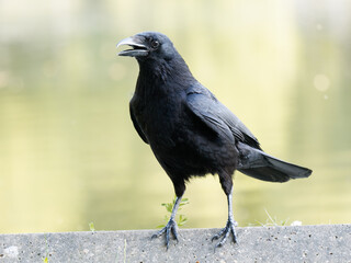 Corneille noire (Corvus corone) marchant au sol à la mare Saint James, Bois de Boulogne, Paris