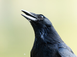 Corneille noire (Corvus corone) marchant au sol à la mare Saint James, Bois de Boulogne, Paris