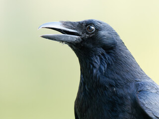 Corneille noire (Corvus corone) marchant au sol à la mare Saint James, Bois de Boulogne, Paris