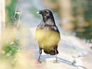 Corneille noire (Corvus corone) marchant au sol à la mare Saint James, Bois de Boulogne, Paris
