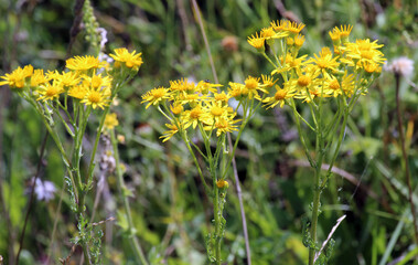 The poisonous plant Jacobaea vulgaris grows in nature