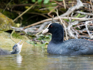 Foulque macroule (Fulica atra) nourrissant ses petits dans l’eau à la mare Saint James, Bois de Boulogne, faune urbaine