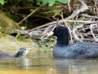 Foulque macroule (Fulica atra) nourrissant ses petits dans l’eau à la mare Saint James, Bois de Boulogne, faune urbaine