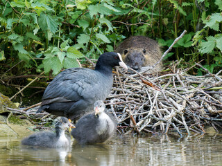 Ragondin sur un nid de foulque macroule (Fulica atra), scène de cohabitation urbaine à la mare Saint James, Paris