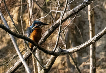 Eisvogel
