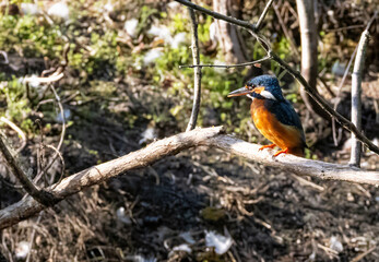 Eisvogel