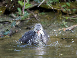 Jeune foulque macroule (Fulica atra) faisant sa toilette au bord de l’eau à la mare Saint James,...