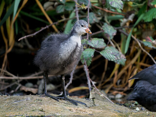 Jeune foulque macroule (Fulica atra) faisant sa toilette au bord de l’eau à la mare Saint James, faune urbaine à Paris