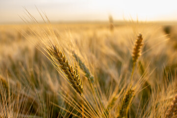 This is a detailed closeup image of an ear of wheat in a field