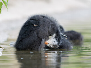 Jeune foulque macroule (Fulica atra) faisant sa toilette au bord de l’eau, mare Saint James, bois de Boulogne, faune urbaine