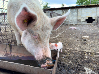 A mother pig and her adorable piglet are drinking water from a trough