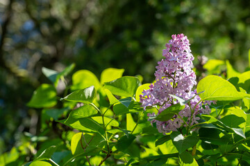 A striking purple lilac flower stands out against lush green leaves, its delicate petals catching the soft glow of the sun in a natural setting