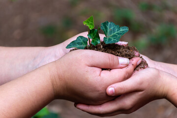 Two individuals are gently holding a tiny green plant in their hands