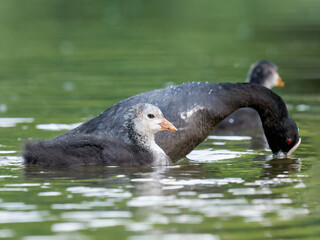 Foulque macroule (Fulica atra) nourrissant ses petits dans l’eau à la mare Saint James, Bois de Boulogne, faune urbaine