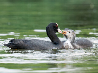 Foulque macroule (Fulica atra) nourrissant ses petits dans l’eau à la mare Saint James, Bois de Boulogne, faune urbaine © Colombe Delons