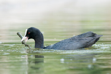 Foulque macroule adulte et bébé (Fulica atra) jouant avec une branche dans l’eau, faune urbaine à la mare Saint James, bois de Boulogne