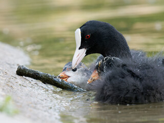 Foulque macroule adulte et bébé (Fulica atra) jouant avec une branche dans l’eau, faune urbaine à la mare Saint James, bois de Boulogne