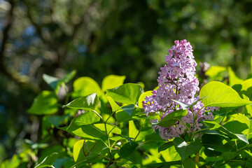 A lilac flower blooms brightly amid lush green foliage, highlighted by natural sunlight that casts...