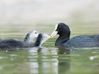 Foulque macroule (Fulica atra) nourrissant ses petits dans l’eau à la mare Saint James, Bois de Boulogne, faune urbaine